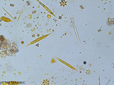 phyto/Pertuis Charentais/Tasdon_st6/PAMPAS 2019-2021/Lepocinclis acus (old Euglena acus -TASDON_St6_230719-041).tif(copy)_thumb.jpg
